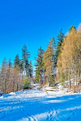 Snow Covered Field With Trees in Background - 770436343