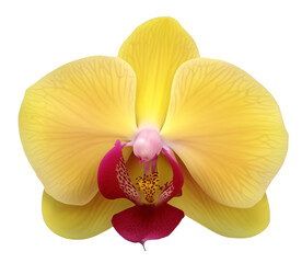 Yellow Orchid PNG Element for Design Illustration.