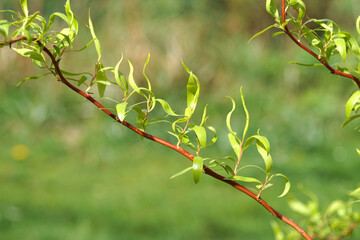 Closeup of twisting twigs with newly sprouted leaves of Corkscrew willow (Salix matsudana 'tortuosa'). Spring, March, Netherlands © Thijs de Graaf