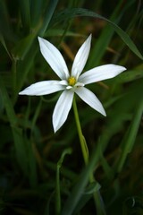 White flower in the garden