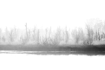 beautiful myst in the morning fog 'de Peel' national park in the Netherlands - obrazy, fototapety, plakaty