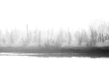 beautiful myst in the morning fog 'de Peel' national park in the Netherlands - obrazy, fototapety, plakaty