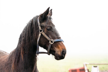 Fototapeta premium detail of a young horse in the field with halter and mud