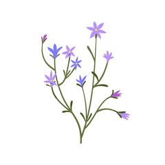 Fototapeta na wymiar Spreading bellflower. Spring flower branch. Field floral stem. Delicate wildflowers. Meadow blooms, summer plant, campanula patula. Botanical flat vector illustration isolated on white background