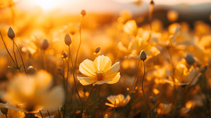 close up sunrise sunrise of yellow flowers in a field with sunlight