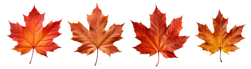 Isolated leaves. Collection of multicolored fallen autumn leaves isolated on white background