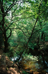 Mare en forêt; Parc naturel régional des Landes de Gascogne; vallée de la Leyre; région Aquitaine; 33, Gironde, France