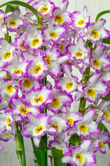 Dendrobium Angel Moon 'Fashion' a colorful hybrid nobile type orchid