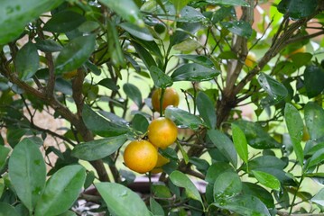 Oranges fruit among green leaves in the garden