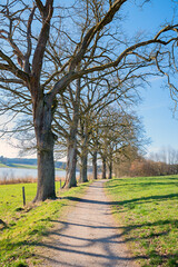 oak tree alley along lake Egglburger See, early springtime with bare trees