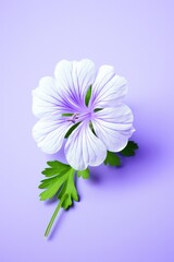One purple flower on purple background. Macro photography,