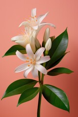 White jasmine flowers on pink background. Macro photography.