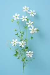 One bunch of meadow white colour flowers on a blue background.