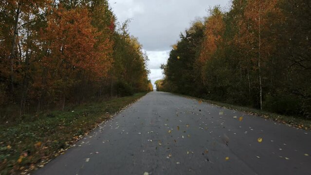Autumn foliage flies out from under wheels, empty road along fall trees. View through rear windshield windscreen of car in motion, back glass screen. Countryside roadway out of town. Travel journey