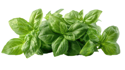  Fresh green leaves branch of Thai lemon basil or hoary basil tropical herb plant isolated on a transparent background