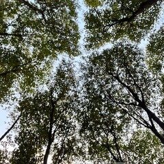 trees in the forest
