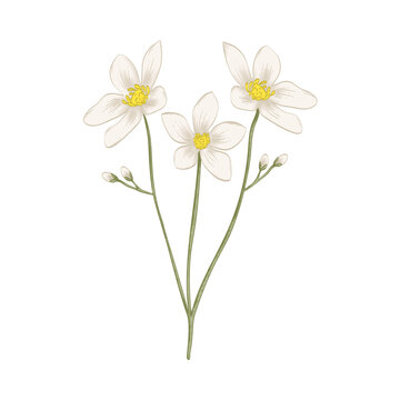 Lily flowers, lily flowers illustration 