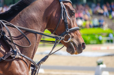head of a horse at an equestrian event