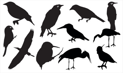 Birds wing silhouette eagle vector design