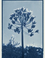 blue agapanthus cyanotype