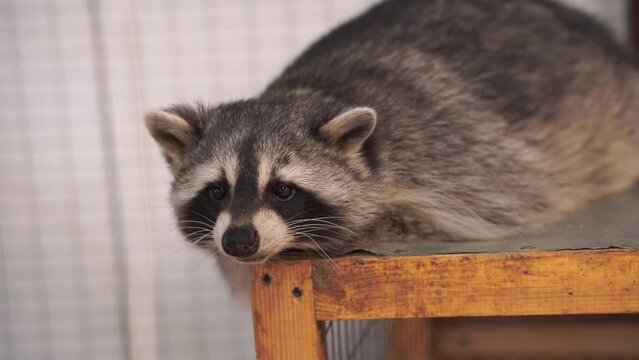 A striped raccoon is sitting on the roof of his house in an aviary. The concept of raising and keeping animals at home