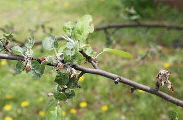 An apple tree branch damaged by the apple blossom beetle (Anthonomus pomorum) and honeyweed (Cacopsylla mali)