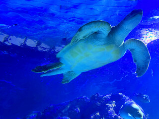 Beautiful turtle swimming in sea, low angle view. Underwater world