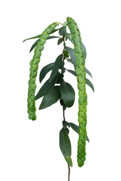 Phyllodium longipes (Craib.) Schindel is a Thai herb isolated on white background included clipping path.