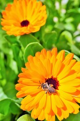 花畑のオレンジ色のカレンデュラの頭状花から花粉をとる一匹の蜜蜂、縦