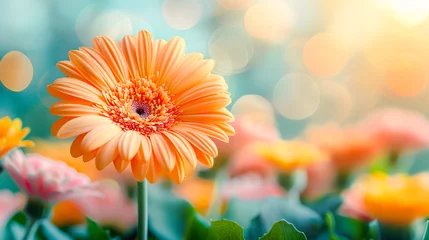 Foto op Plexiglas Spring flower composition with close up gerbera on blurred colorful flower garden background with bokeh and sunny light. Springtime. Natural blossoming holiday background. Copy space © KRISTINA KUPTSEVICH