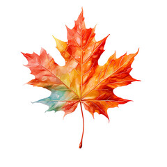 Fototapeta premium Bright Maple Leaf Watercolor