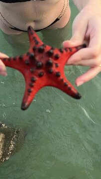 Close up of a vibrant red starfish resting on a persons open hand above tropical water, with sandy beach background symbolizing marine life and eco tourism. High quality 4k footage