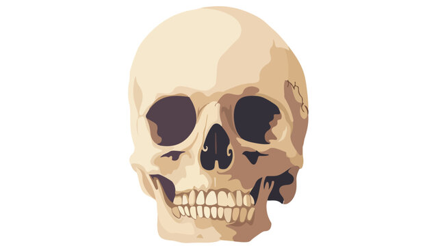 Vector illustration of a simple drawing of a skull