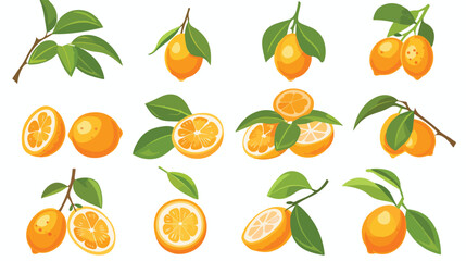 Vector of kumquat and citrus icon