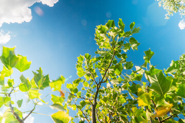 Green leaves on a tree branch waving in the sky