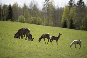 Riga, Latvia - September 09 2023: a herd of deer grazing on a lush green field next to a forest.