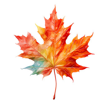 Bright Maple Leaf Watercolor