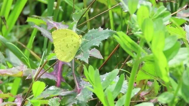 蝶、昆虫、チョウ、自然、虫、植物、屋外、葉、緑色、花、生物、春、生き物、風景、黄色、黄、Eurema mandarina、Yellow Butterfly、キタキチョウ