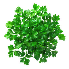 Fresh parsley herb isolated on transparent background.