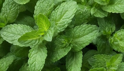 a-bunch-of-fresh-green-mint-leaves-perfect-for-ga- 2 - obrazy, fototapety, plakaty
