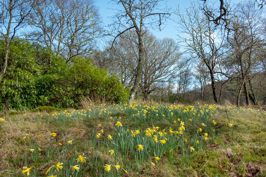 Beautiful Scottish woodland in spring with beds of daffodils, or narcissus flowers surrounded by trees and shrubs, magnificent wild nature off the beaten track great for forest bathing and exploring