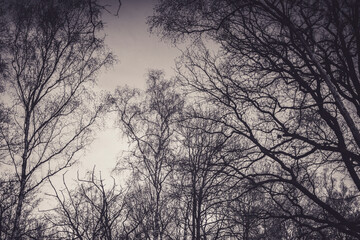 monochrome scene of bare tree branches against a light sky