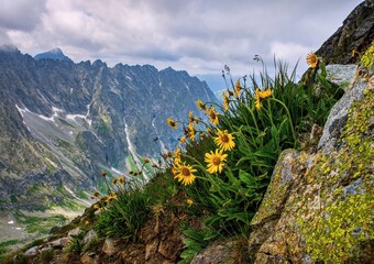 In the foreground mountain flowers in the Tatra National Park. In the background rocky peaks with...