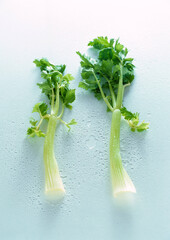 Fresh green celery