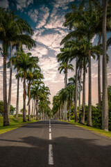 Fototapeta na wymiar The famous palm tree avenue l’Allée Dumanoir. Landscape shot from the middle of the street into the avenue. Taken at a fantastic sunset. Grand Terre, Guadeloupe, Caribbean
