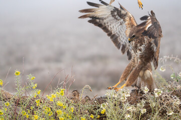Beautiful close-up portrait of a buzzard flying just landing on a prey, molting its plumage and with different plants on the sides on a day of dense fog in Spain, Europe