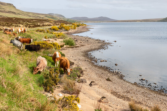 A serene lakeside in Scotland, dotted with Scottish cows grazing along the shore, with hills gently rising in the distance