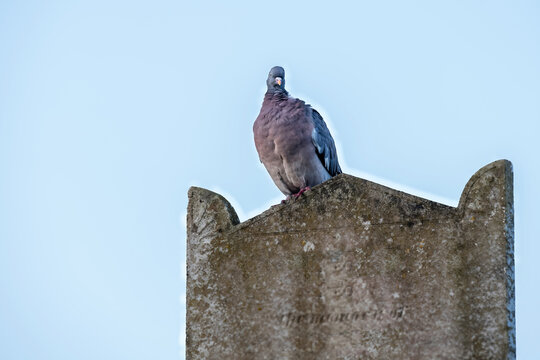 Eine Taube auf einem Grabstein in St.Ives