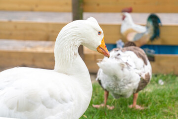 Naklejka na ściany i meble white goose on the green grass in the garden