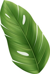 Palm Leaf Tropical